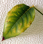Chlorosis in rose leaf