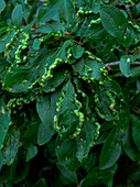 Blackthorn Leaf Edge Blisters