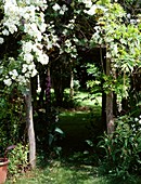 Rose (Rosa 'Rambling Rector') on an arch