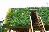 Living green roof