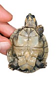 Hatchling yellow-spotted river turtle