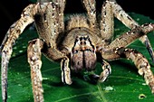 Brazilian wandering Spider