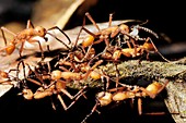 Army ants raiding pupae