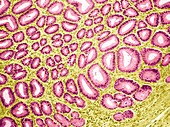 Stomach pylorus glands,light micrograph