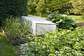 Protective cover in a vegetable garden