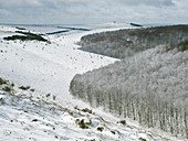 Snowy landscape,Dorset