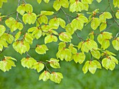 Beech tree leaves (Fagus sylvatica)