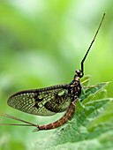 Male mayfly