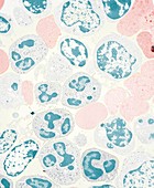 Bone marrow cells,TEM