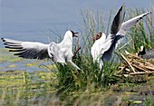 Black-headed gulls fighting