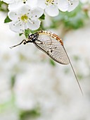 Female mayfly