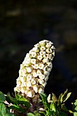 Butterbur (Petasites hybridus) flowers