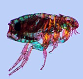 Female flea,light micrograph