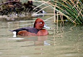 Ferruginous pochard