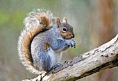 Grey squirrel feeding