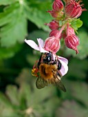 Bumble bee feeding