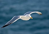 Herring gull in flight