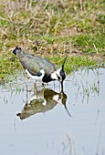 Northern lapwing hunting for food
