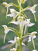 Platanthera chlorantha orchid