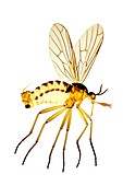 Assassin fly,light micrograph