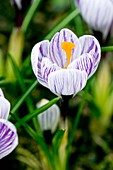 Spring crocus (Crocus vernus) flower