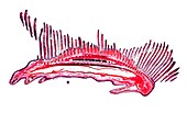 Dogfish gill,light micrograph