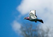 Rock pigeon in flight