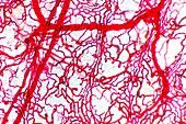 Colon blood vessels,light micrograph