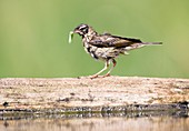Tree pipit eating a caterpillar