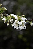 Hawthorn blossom (Cretaegus monogyna)