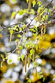 Silver birch catkins (Betula pendula)
