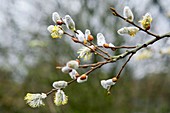 Pussy willow (Salix caprea)