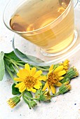 Mountain arnica herbal tea