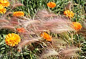 Foxtail barley (Hordeum jubatum)