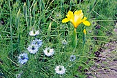 Iris 'Golden Emperor' and Nigella sp