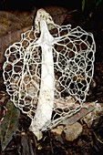 Netted stinkhorn fungus