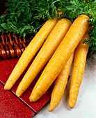 Carrots (Daucus 'Yellowstone')