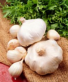 Garlic bulbs (Allium sativum)