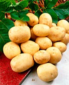 Potatoes (Solanum 'Foremost')