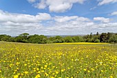 Flower-rich hay meadow