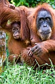 Sumatran orangutans