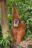 Male Sumatran orangutan