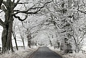 Country road in winter