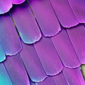 Butterfly wing scales