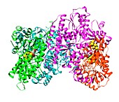 Nitrogenase protein,molecular model