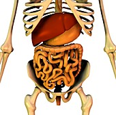 Abdominal organs,anatomical artwork