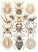 Arachnid organisms,artwork