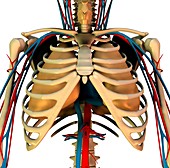 Heart-lung system,artwork