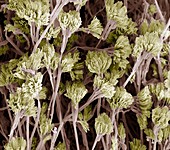 Penicillium fungus,SEM