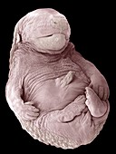 Hedgehog foetus,SEM